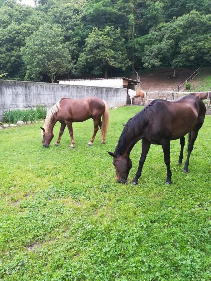 Azienda Agrituristica Scotti 솜마롬바르도 외부 사진